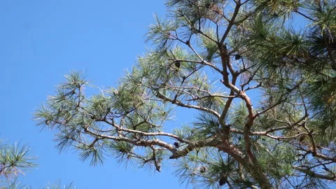 Pine tree is waving with the wind Vídeos de archivo 158623069