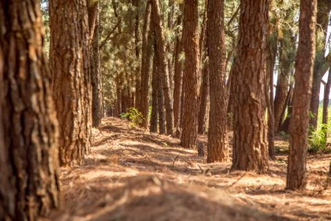 Pine tree way Stock Photos