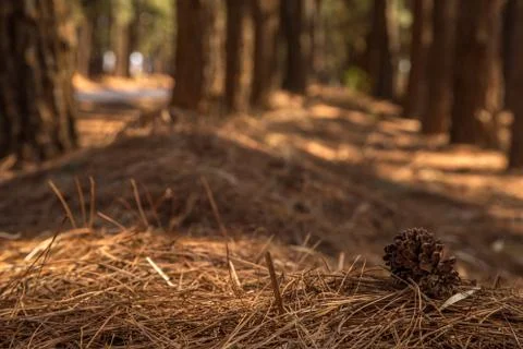 Pine tree way Stock Photos