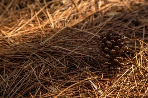 Pine tree way Stock Photos