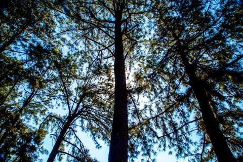 Pine tree way Stock Photos