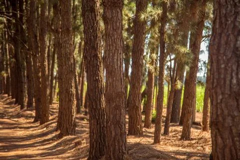 Pine tree way Stock Photos