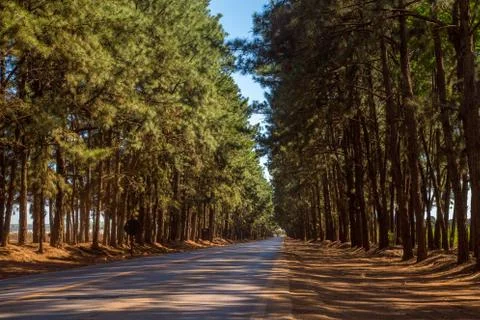 Pine tree way Stock Photos