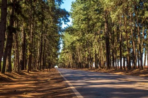 Pine tree way Stock Photos