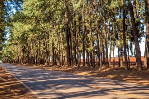 Pine tree way Stock Photos