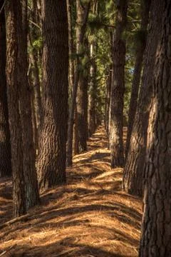 Pine tree way Stock Photos