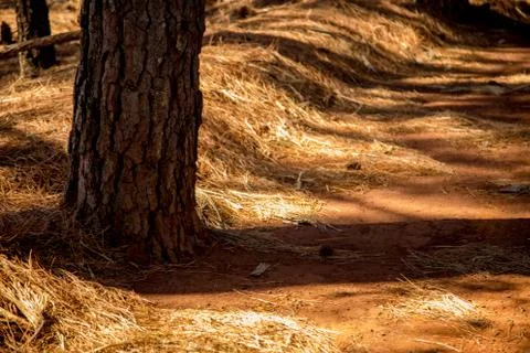 Pine tree way Stock Photos