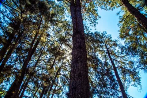 Pine tree way Stock Photos