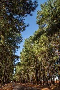 Pine tree way Stock Photos