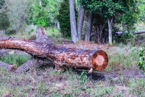 Pine tree were cut,  deforestation. Foto stock