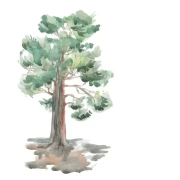 Pine tree on a white background. Watercolor. Sketch. vector Stock Illustration