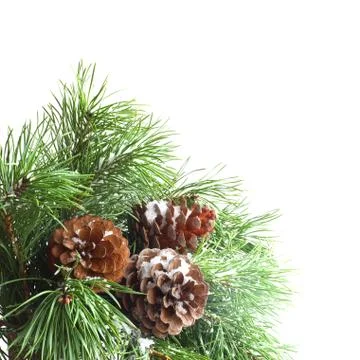 Pine tree on white Stock Photos