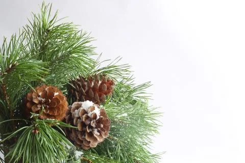 Pine tree on white Stock Photos