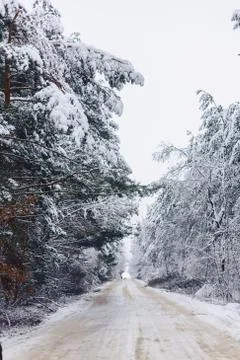 Pine tree in the white snow cover across the winter forest Stock Photos