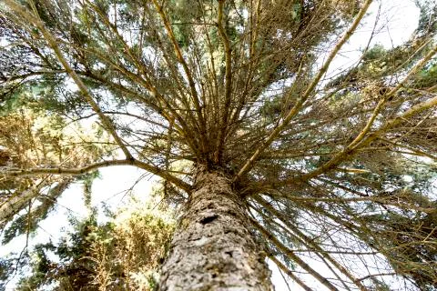 Pine tree with wide green branches. View from bottom up. Stock Photos