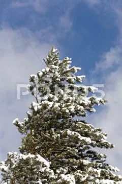 Pine Tree Wind Bend Winter Snow 7029.jpg