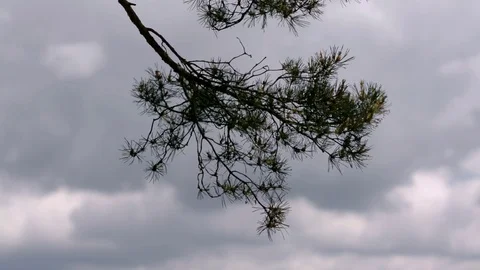A Pine Tree in the Wind with Dark Clouds in the Background Video stock 104013459