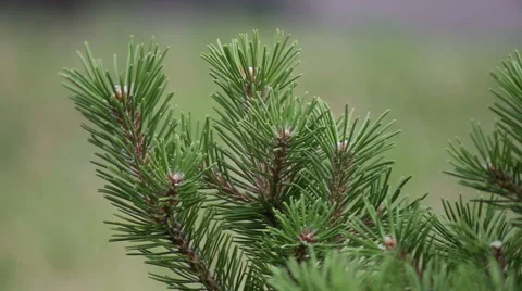 Pine tree on the wind Video stock 67480219