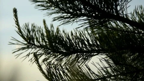 Pine tree on wind 動画素材 90223071