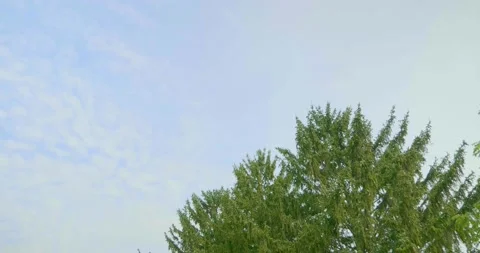 Pine Tree in the Wind Stock Footage 218042626