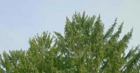 Pine Tree in the Wind  Stock Footage 218042631