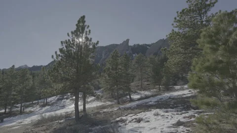 Pine tree in the wind Video stock 230107595