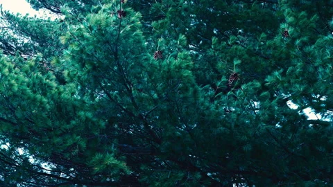 Pine tree in the wind Stock-Footage 331654775