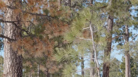 Pine Tree in the Wind Slow Motion 4k Stock Footage 122525130