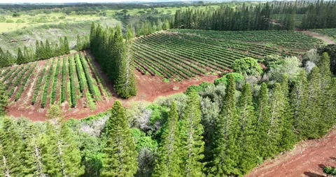 Pine Tree Windbreaks Surround Fields Coffee Tree Plants Waialua Oahu Hawaii Stock-Footage 335793493