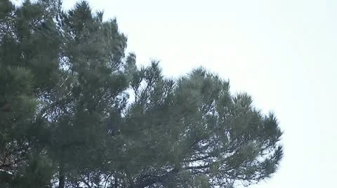 Pine tree in a windstorm Stock Footage 9437368