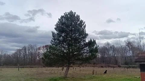 Pine tree on windy afternoon Video stock 292917573