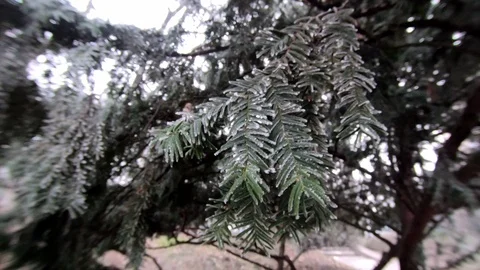 Pine Tree In Winter And Under Frost, Go Pro, 4K Stock Footage