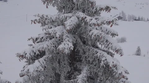 Pine tree winter Vídeo Stock 49070224