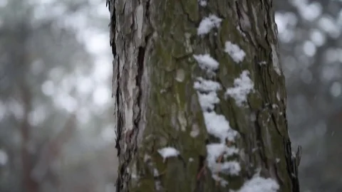 Pine tree in winter forest close-up Stock Footage 71159316