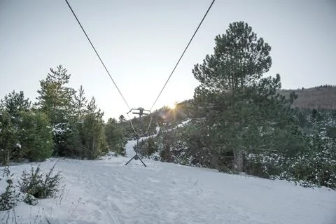 Pine tree in the winter in a forest Stock Photos