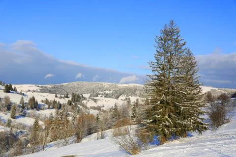 Pine tree in winter mountains Fotos de archivo