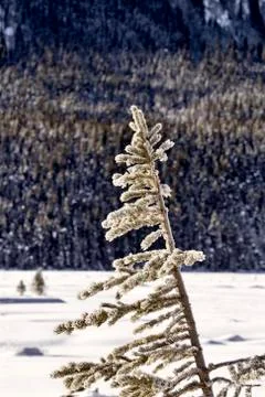 Pine Tree in Winter 스톡 사진