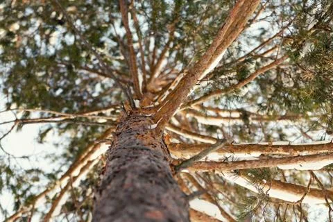 Pine Tree in Winter 写真素材