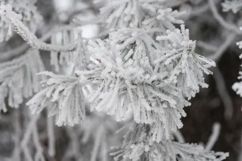 Pine tree in winter Stock Photos