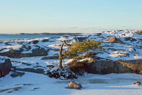 Pine tree in winter. Stock Photos