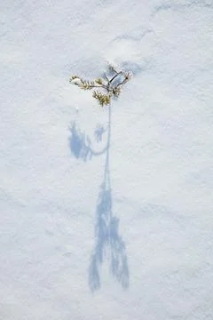 Pine tree in winter. Stock Photos