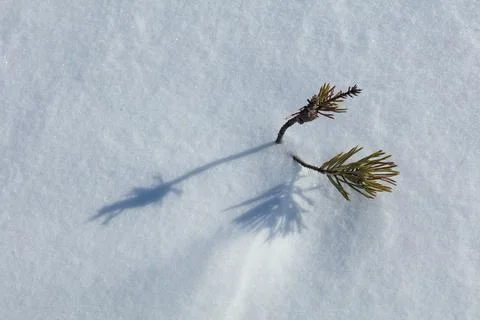 Pine tree in winter. Stock Photos