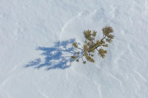 Pine tree in winter. Stock Photos