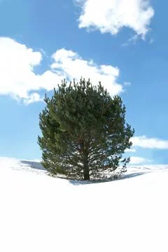 Pine tree in winter snow Stock Photos