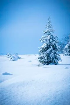 Pine Tree in Winter Snow Stock Photos