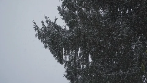 Pine tree winter snow shot in slow motion Stock Footage 116233419