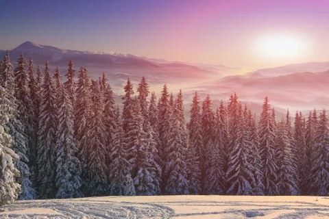 Pine tree in winter at sunset in the mountains Stock Photos
