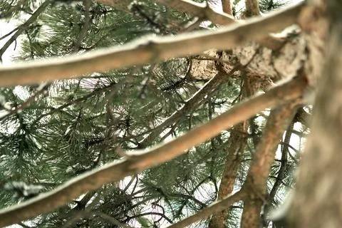 Pine tree in winter. trunk, branches, needles of a pine tree. Stock Photos