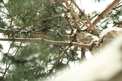 Pine tree in winter. trunk, branches, needles of a pine tree. Stock Photos