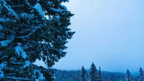 Pine tree in winter under night clouds tracking away Stock Footage 166993380